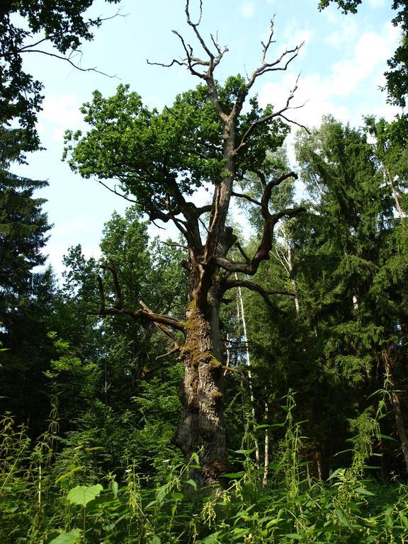 Kwiatowa Zagroda Bialowieza Exterior foto