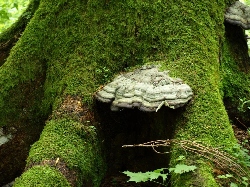 Kwiatowa Zagroda Bialowieza Exterior foto