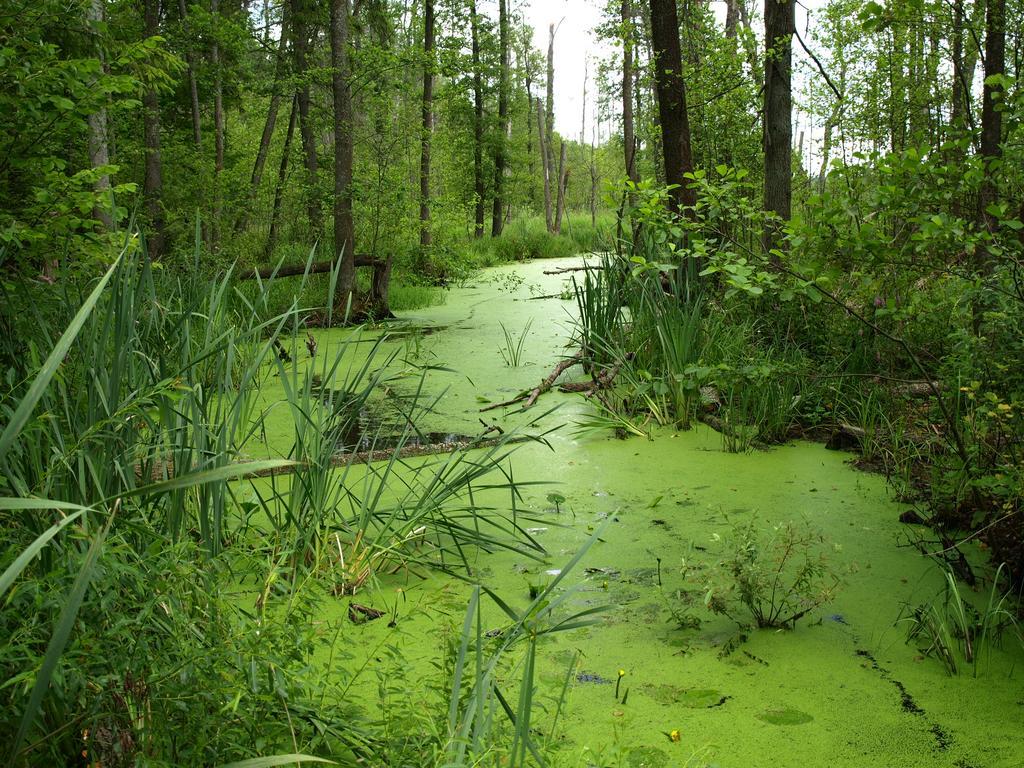Kwiatowa Zagroda Bialowieza Exterior foto